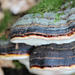 polypore