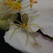 IMG 1200Crabspider