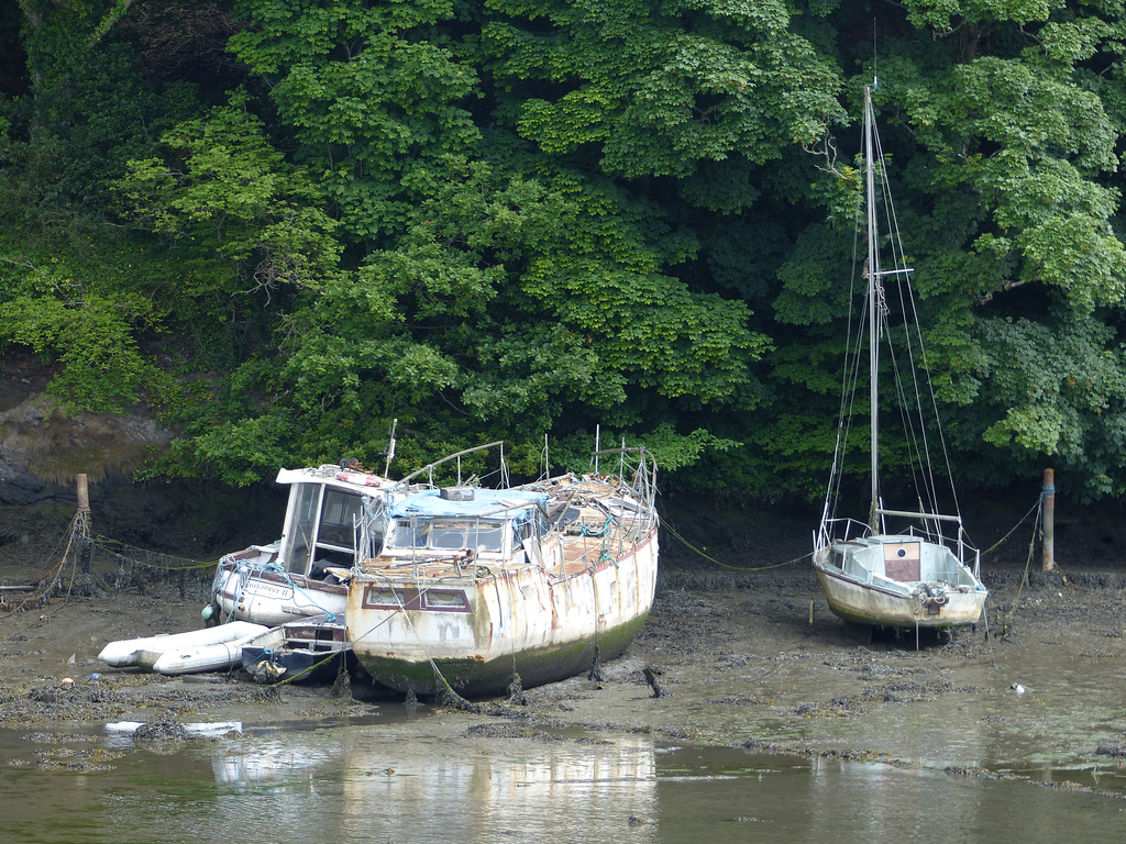 Scenes from the Penryn River (1) - 8 June 2016