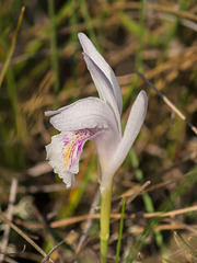 Arethusa bulbosa (Dragon's Mouth orchid)