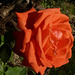 Rosa roja de Madrid