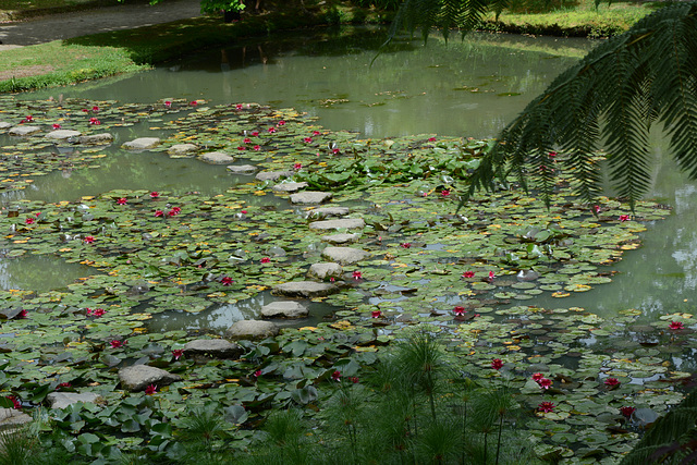 Azores, Island of San Miguel, The Field of Lotuses in the Park of Terra Nostra