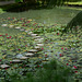 Azores, Island of San Miguel, The Field of Lotuses in the Park of Terra Nostra
