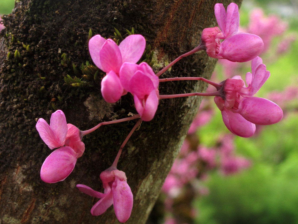 Cercis siliquastrum, arbre de Judée (Légumineuses), Rocamadour (Lot)