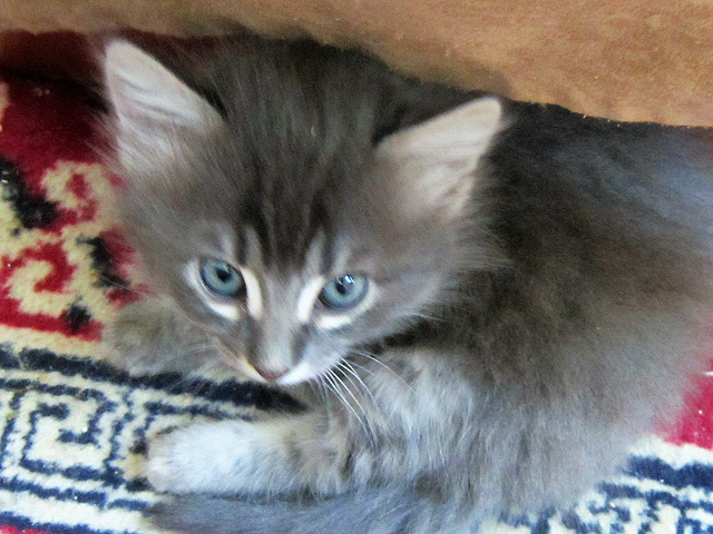 Tiger playing underneath the coffee table