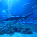 #23 - Steve Paxton - Grey Nurse Shark - 4̊ 7points