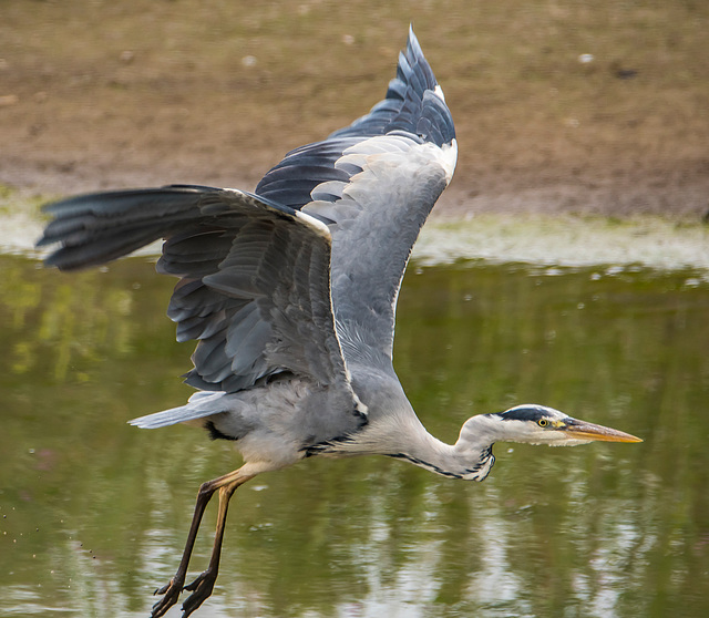 Heron in flight vb5