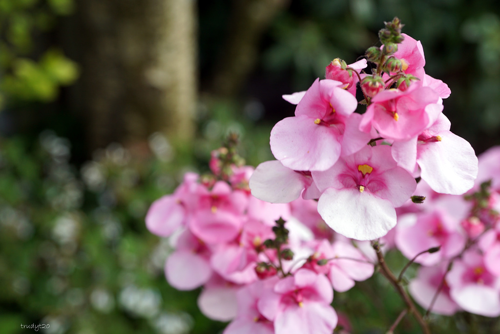 in de tuin