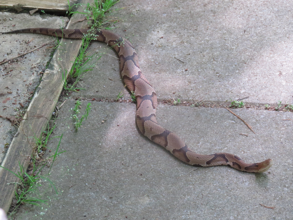 Copperhead (Agkistron contortrix)