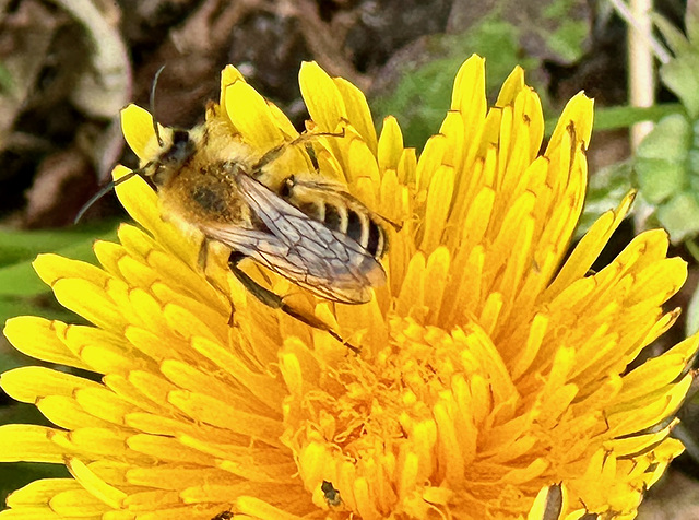 Schwebfliege ? Wespenbiene?