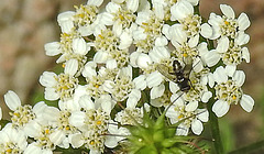 20230714 1866CPw [D~LIP] Schafgarbe (Achillea millefolium agg), Asselfliege (Rhinophora lepida), Bad Salzuflen