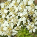 20230714 1866CPw [D~LIP] Schafgarbe (Achillea millefolium agg), Asselfliege (Rhinophora lepida), Bad Salzuflen