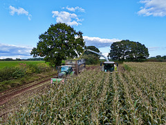 Harvesting the maize