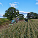 Harvesting the maize