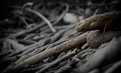 Dieses Treibholz wurde am Flußufer angeschwommen :)) This driftwood was found on the river bank :)) Ce bois flotté a été trouvé au bord de la rivière :))