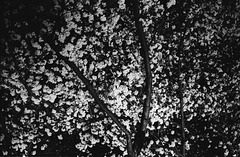 Night Cherry blossoms 04 Night Cherry blossoms 04