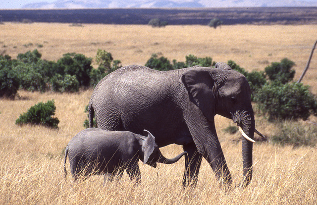 African Elephant and calf