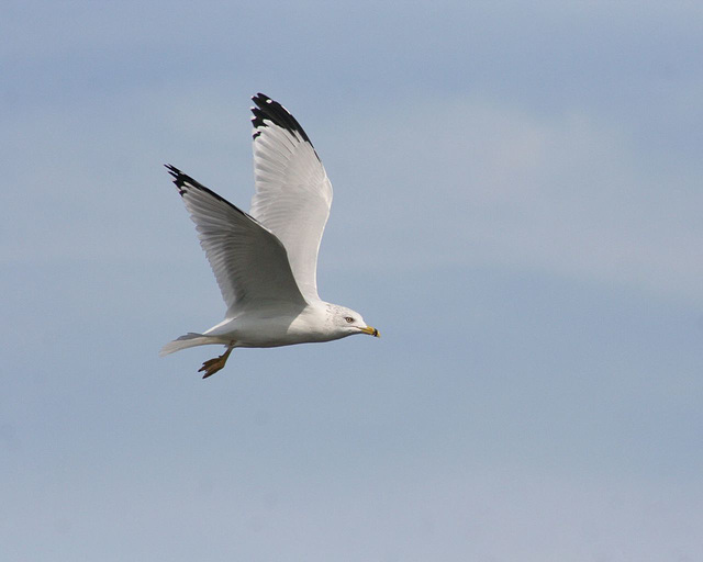 ring-billed gull/goéland à bec cerclé
