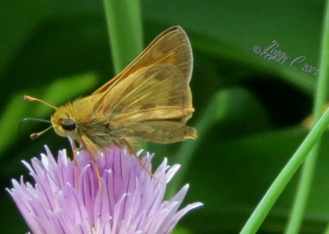 Hello, Skipper !