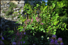 Indigofera heterantha