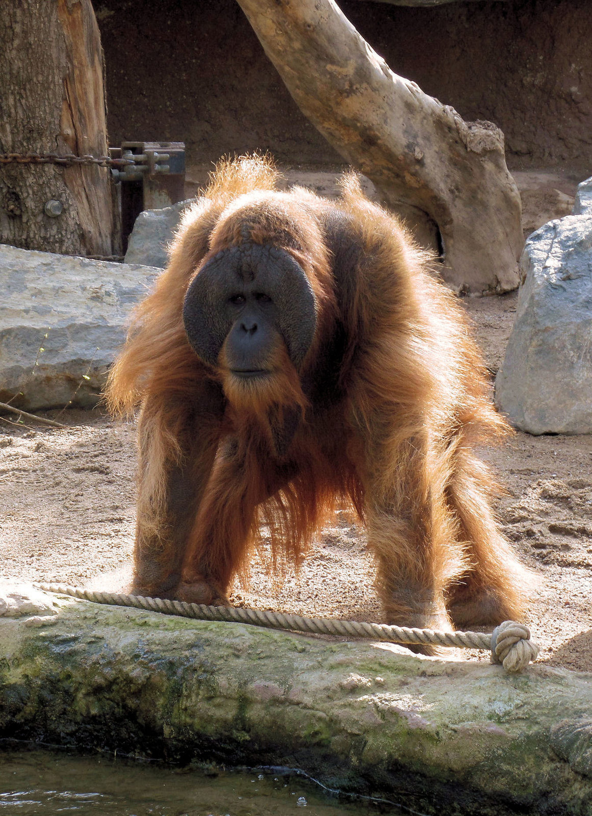 orang utan (2): hey, junior, was hast du da?