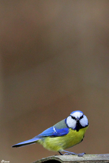 Mésange bleue