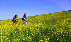 Climbing the 'mountain' between the Rapeseed ;)