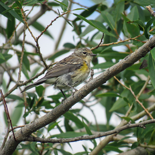 Yellow-rumped Warbler