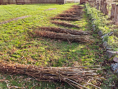 The annual culling of the Willows