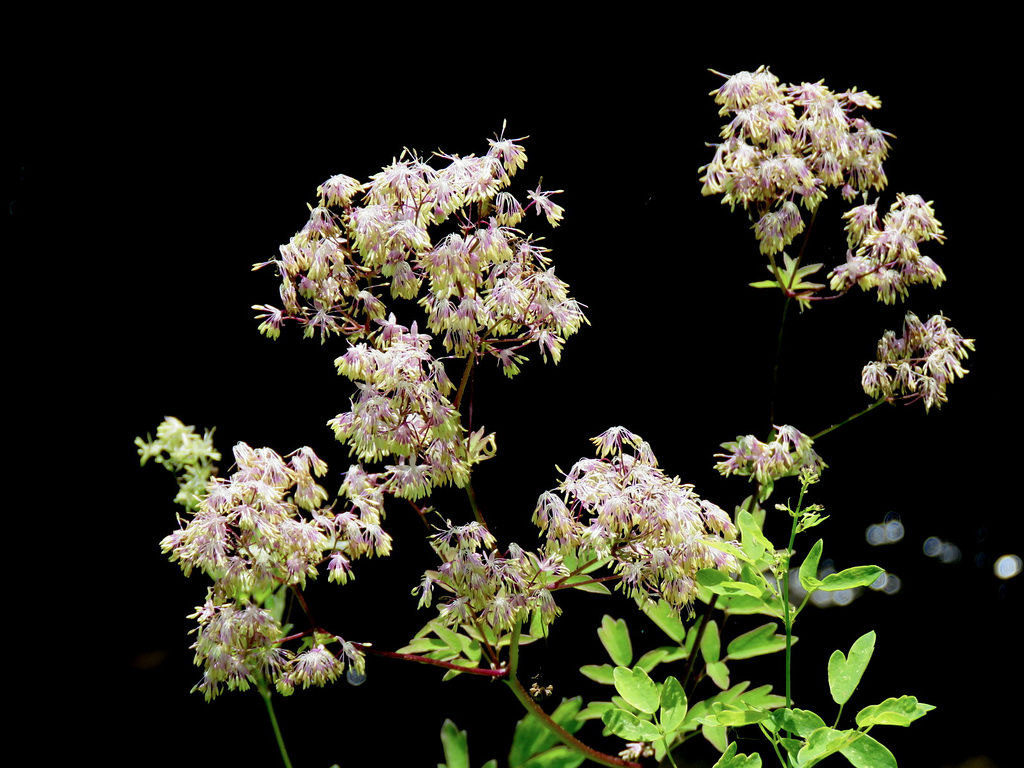 Tall Meadow Rue