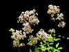 Tall Meadow Rue