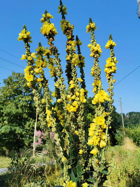 Königskerze - Höhe 2.20m