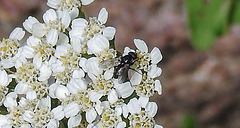 20230714 1867CPw [D~LIP] Schafgarbe (Achillea millefolium agg), Asselfliege (Rhinophora lepida), Bad Salzuflen