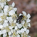 20230714 1867CPw [D~LIP] Schafgarbe (Achillea millefolium agg), Asselfliege (Rhinophora lepida), Bad Salzuflen