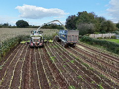 Harvesting the maize