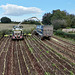 Harvesting the maize