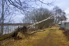 Storm Damage