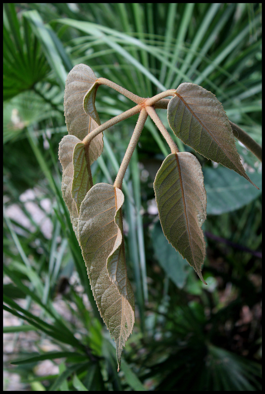 Schefflera macrophylla (1)