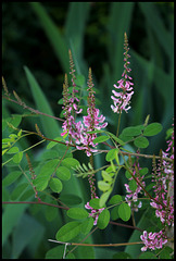 Indigofera heterantha