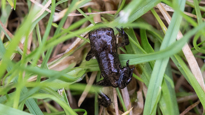 20160701 1960VRMw [D~RI] Erdkrötenbaby (Bufo bufo), Rinteln