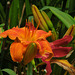 another daylily