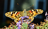 Painted Lady. Vanessa cardui