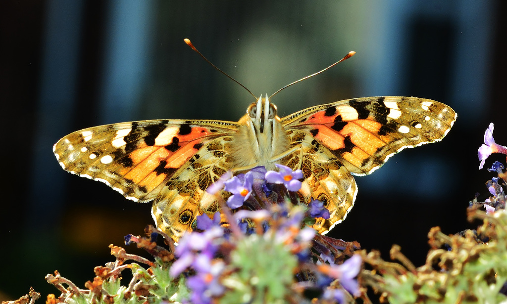 Painted Lady. Vanessa cardui
