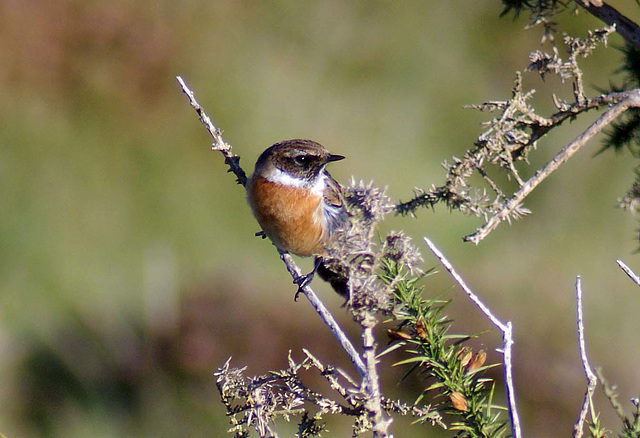 Winchat Great Orme(3) Dec 2016