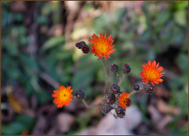 Devil's paintbrush in the churchyard