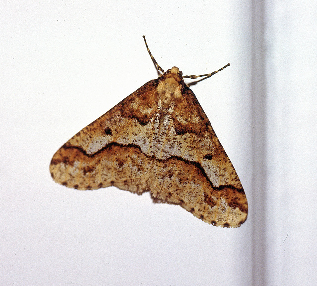 Mottled umber ♂ ,Grote wintervlinder