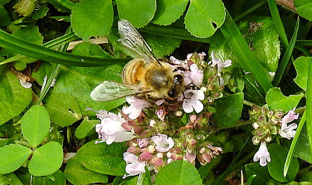 20230714 1870CPw [D~LIP] Dost (Origanum vulgare), Honigbiene, Bad Salzuflen