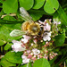 20230714 1870CPw [D~LIP] Dost (Origanum vulgare), Honigbiene, Bad Salzuflen