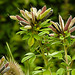 20230723 3129CPw [D~LIP] Kopf-Zwergginster (Cytisus hirsutus), UWZ, BS