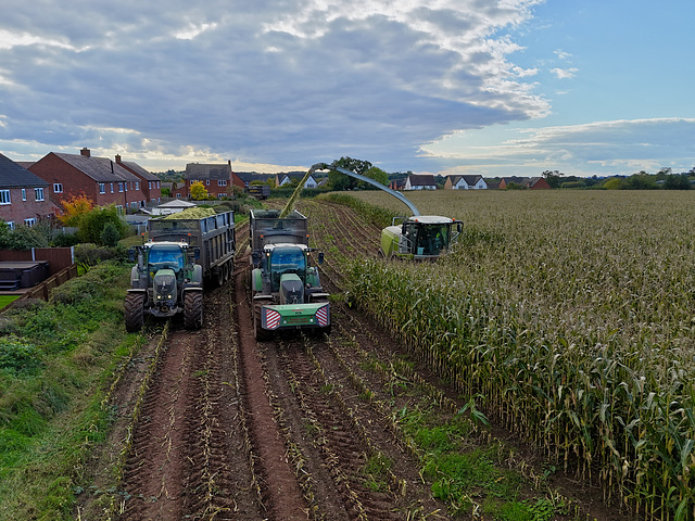 Harvesting the maize